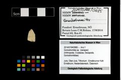 Foto (Objekt + Etikett) von Goniodromites sp.  (NHMW-GEO-2014-0194-0985)